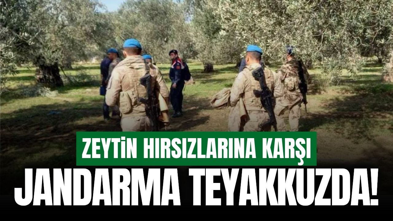 Manisa'da jandarma zeytin hırsızlığına karşı teyakkuzda!