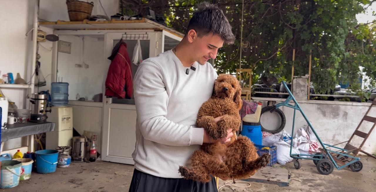 Manisa Köpek Kapak (3)