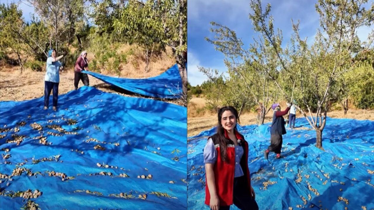 Manisa’da Bademin Tarladan Sofraya Uzanan Yolculuğu .1
