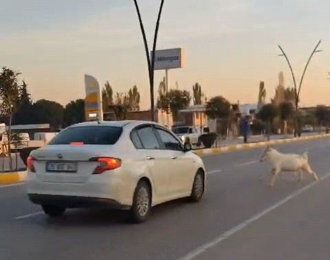 Manisa’nın Akhisar Ilçesinde Karayolunda Seyir Halindeyken Aniden Yola Çıkan Koyun Ve Keçi Sürüsüne Çarpan Otomobilde Maddi Hasar Meydana Gelirken, 3 Keçi Telef Oldu (2)