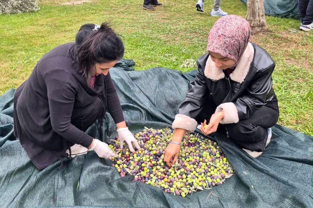 Mcbü Öğrencileri Zeytin Hasadına Katıldı! (1)