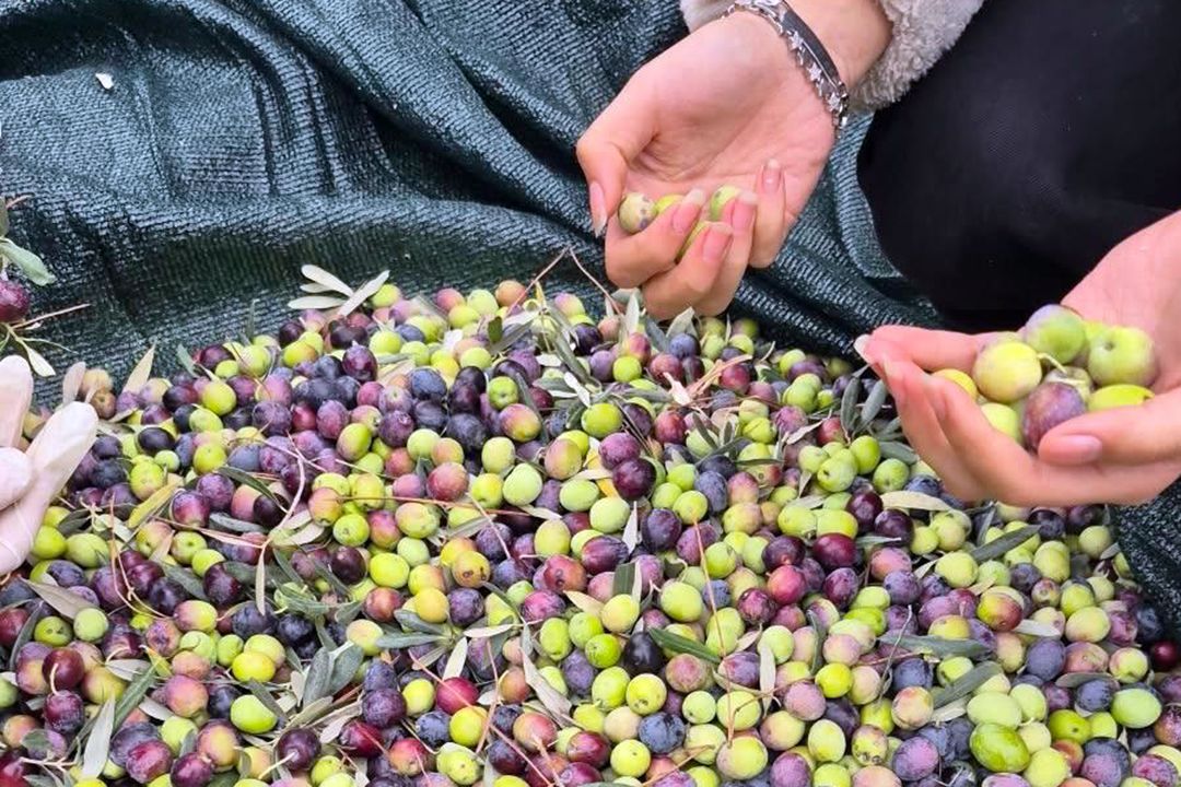 Mcbü Öğrencileri Zeytin Hasadına Katıldı! (2)