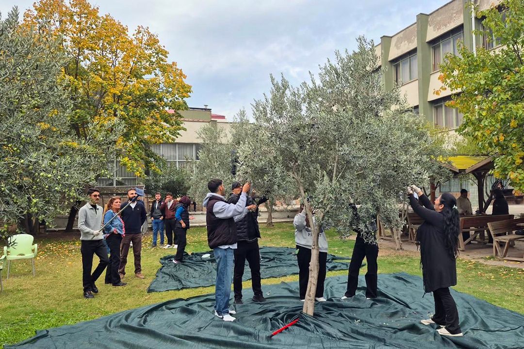 Mcbü Öğrencileri Zeytin Hasadına Katıldı! (3)