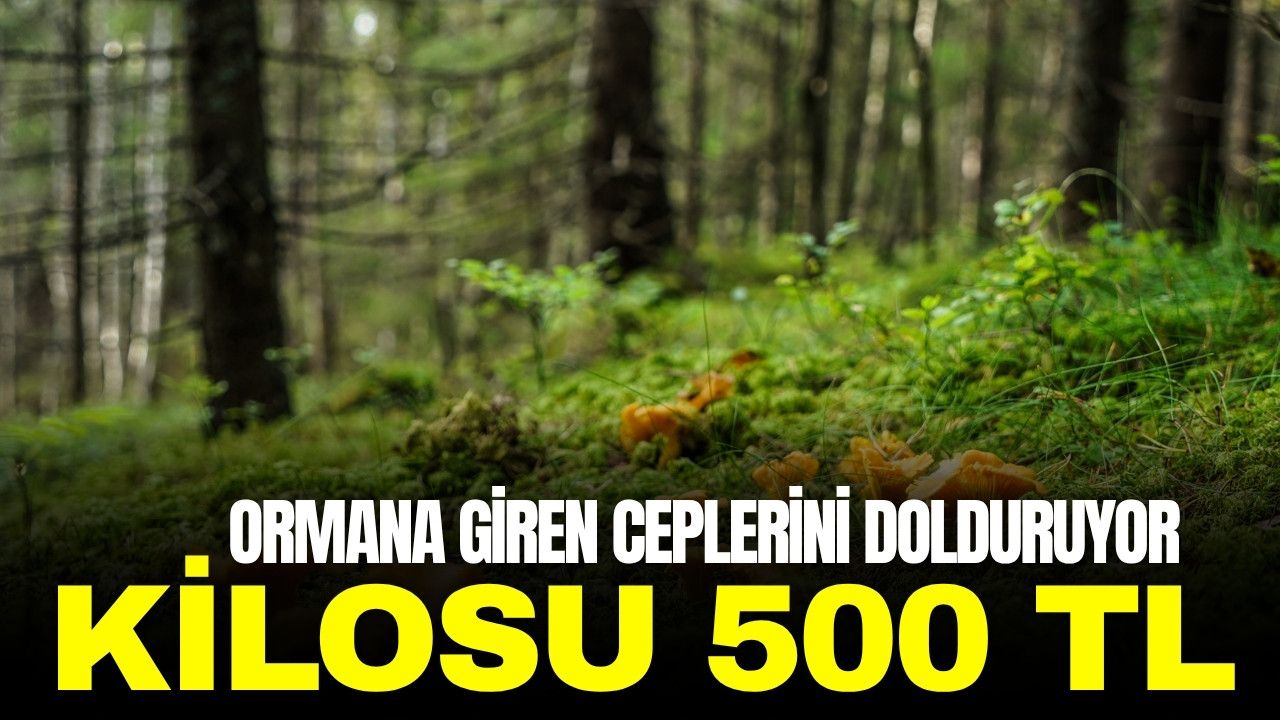 Ormanlarda bereket: Kilosu 500 TL'den alıcı buluyor