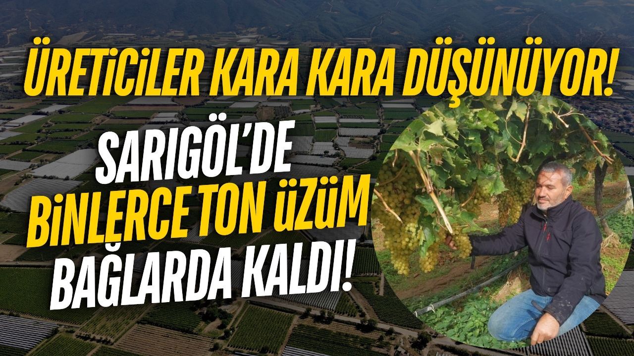 Sarıgöl'de hasat gecikti: Binlerce ton üzüm bağlarda kaldı!