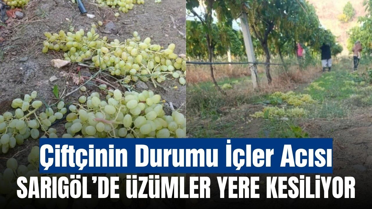 Sarıgöl’de üzüm üreticisinin zor sezonu: Üzümler satılamayınca yere kesiliyor