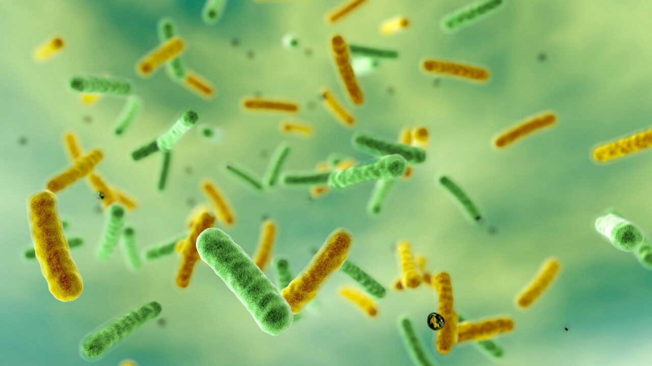 Tedavisi Giderek Zorlaşıyor Uzmanları Endişelendiren Bakteri! Shigella... .1